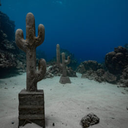 Claudia Comte. Underwater Cactus