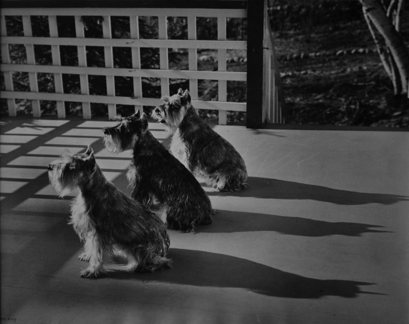 Ilse Bing. Three dogs and three shadows, 1956. Galerie Le Minotaure, Paris © Estate of Ilse Bing