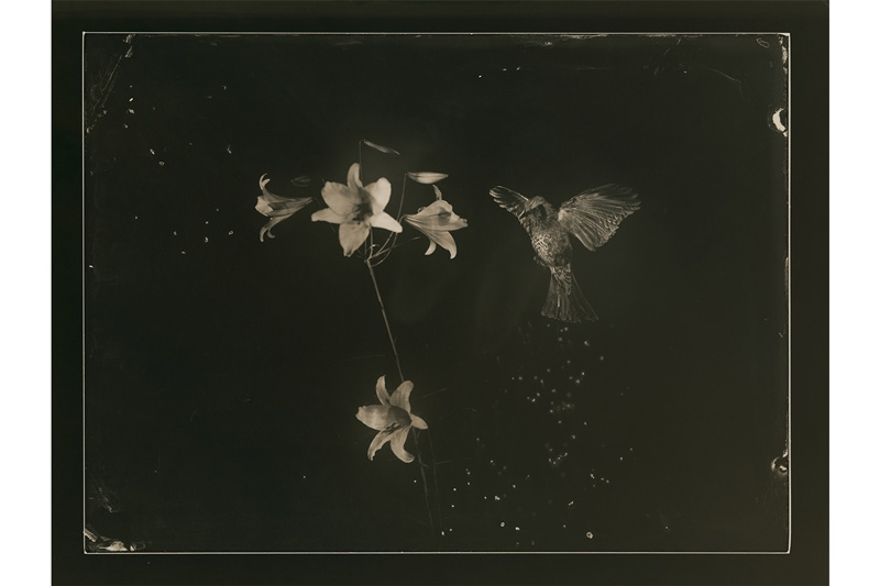 Masao Yamamoto. Ambrotipo #7044. Galería Valid Foto