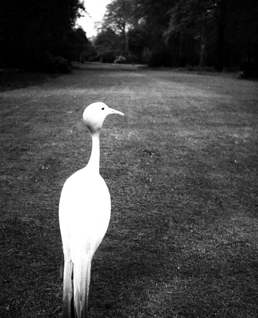 Bill Brandt. Tarde en Kew Gardens, 1932. Cortesía de Bill Brandt Archive and Edwynn Houk Gallery © Bill Brandt / Bill Brandt Archive Ltd