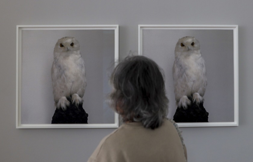 Roni Horn. Dead Owl, 1997
