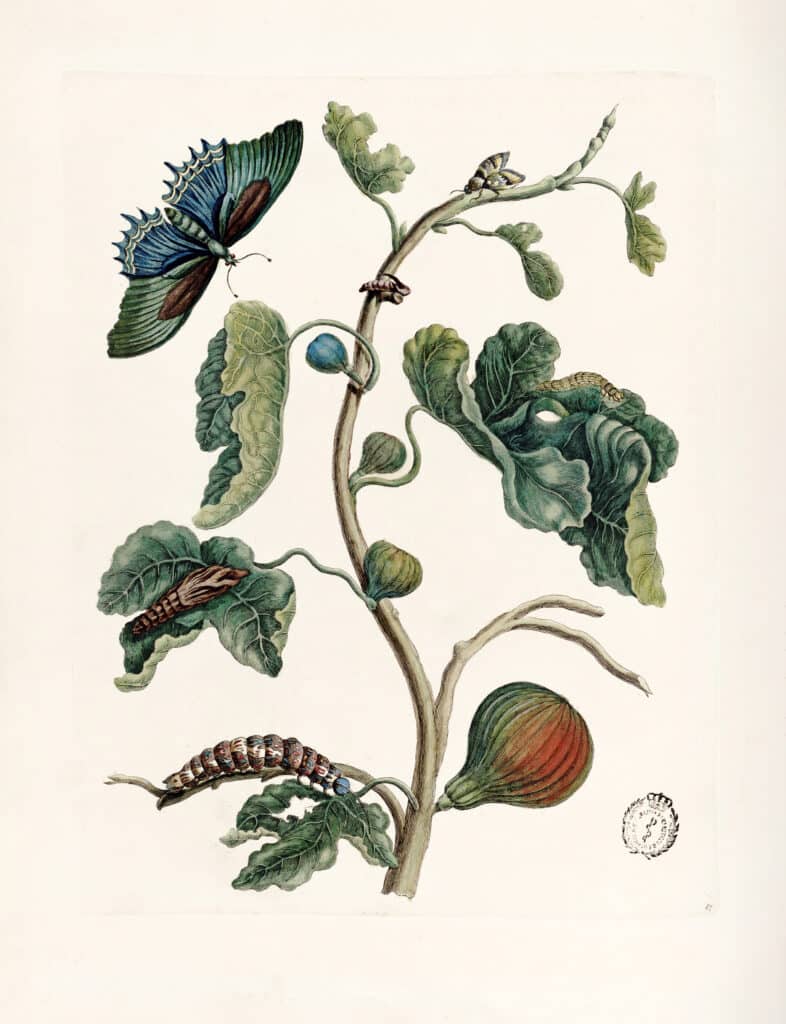 Maria Sibylla Merian. Ficus carica (Higuera). Biblioteca Histórica Universidad Complutense de Madrid