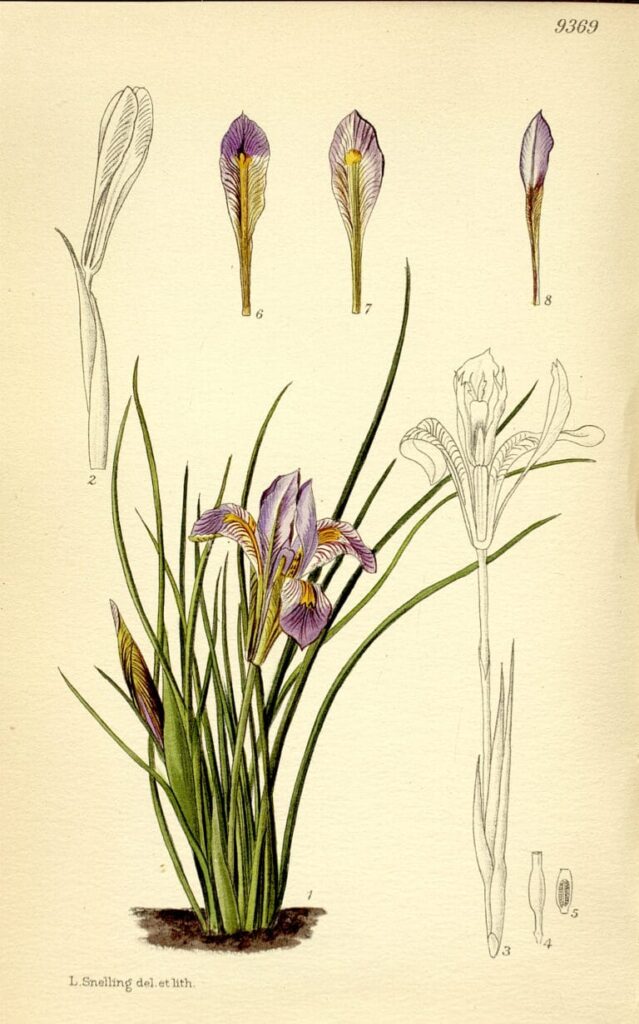 Lilian Snelling. Iris cretensis. Biblioteca RJB-CSIC