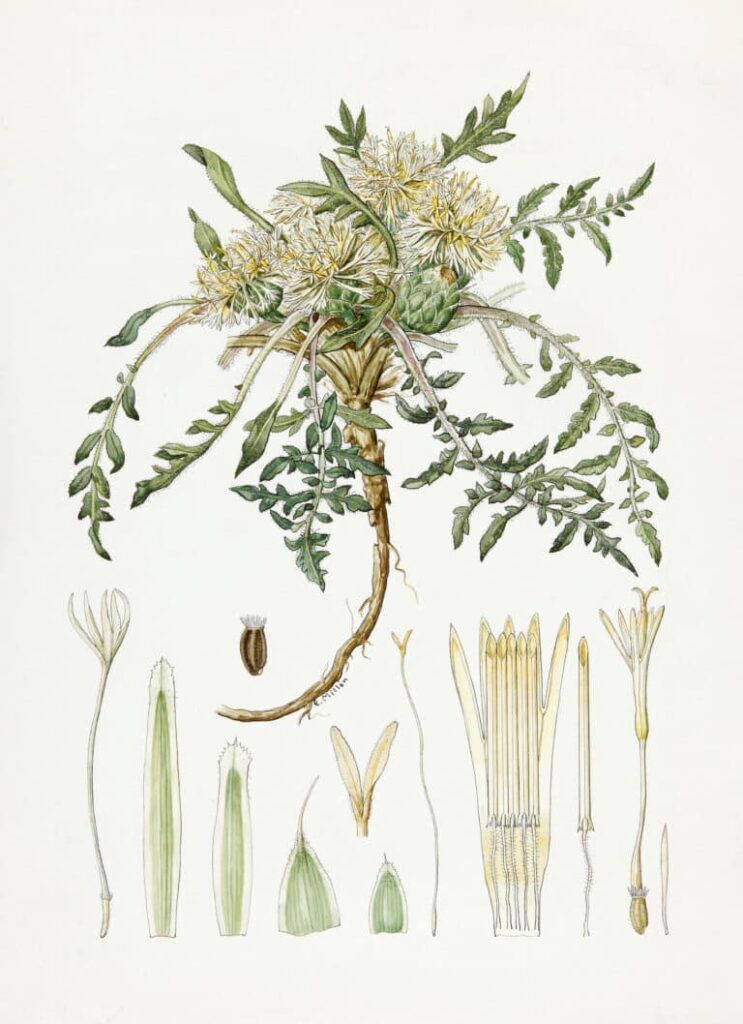 Paula Millán Alosete. Centaurea lagascana Graells. Archivo histórico RJB-CSIC