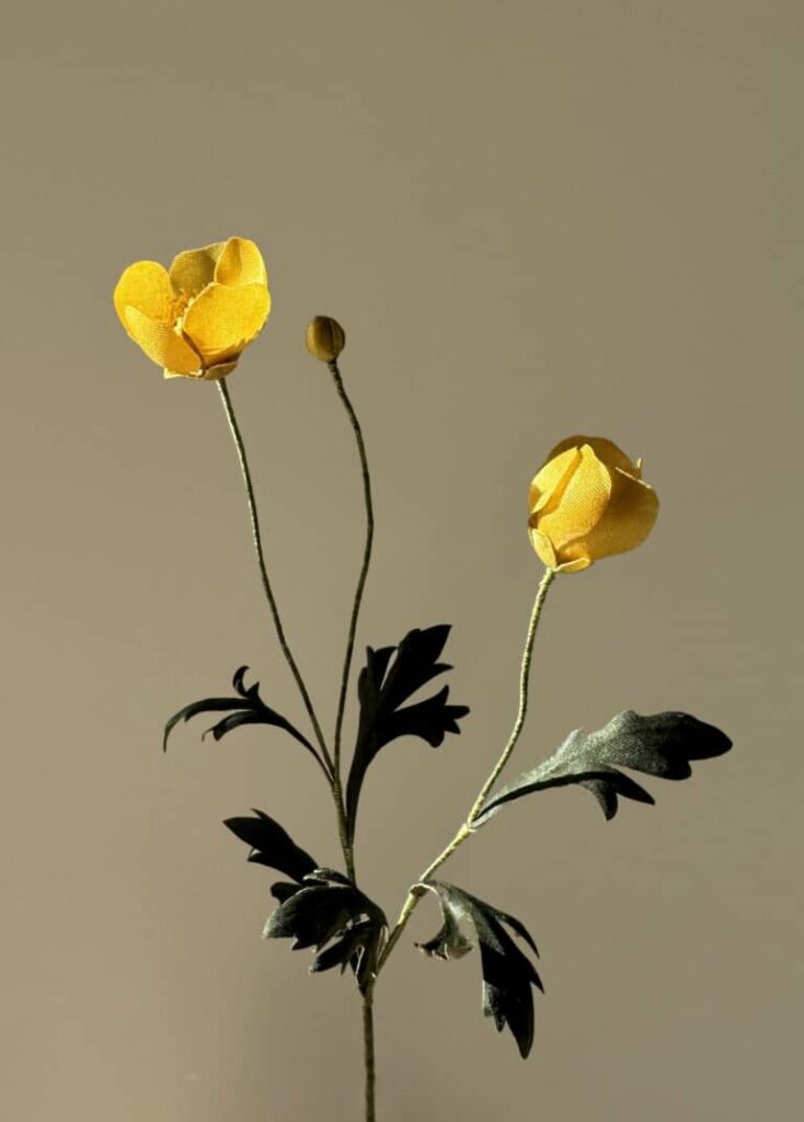 Ana Lamata. Ranunculus acris. Cortesía de la artista