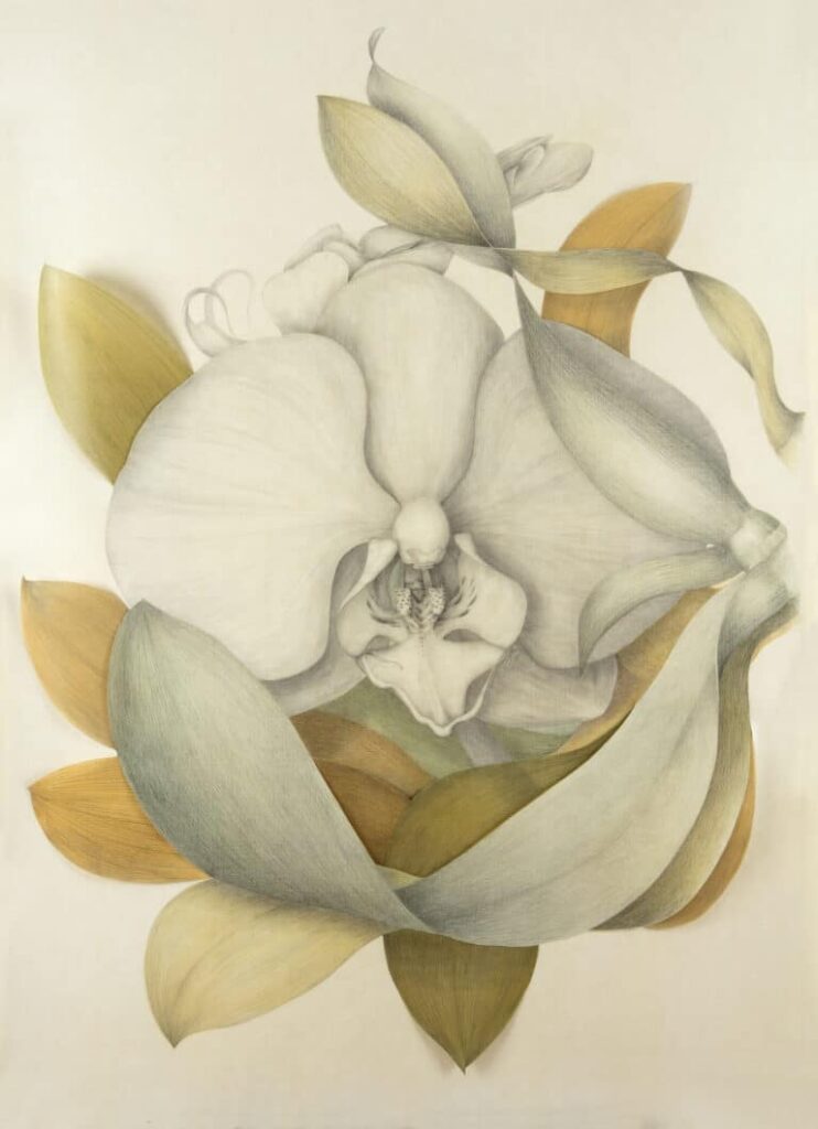 Marta Chirino. Phalaenopsis VII. Cortesía de la artista