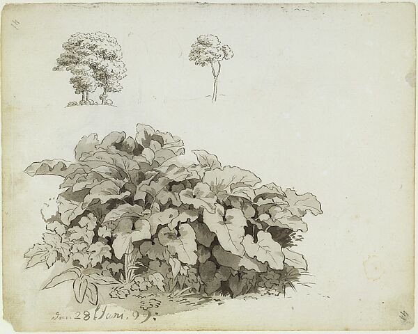 Caspar David Friedrich. Plant and Tree Studies, 1799. Kupferstichkabinett, Staatliche Museen zu Berlin