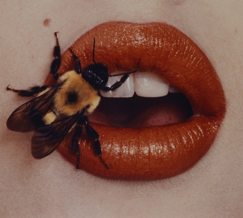 Irving Penn. Bee, New York, 1995. Smithsonian American Art Museum.  © The Irving Penn Foundation