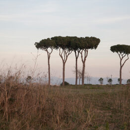 Jose Guerrero. Degli Acquedotti, 2016