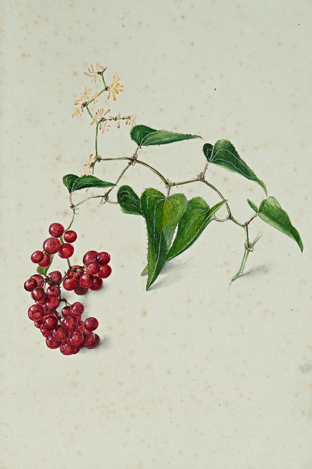 Charlotte Murray. Estudio de hojas y bayas, 1880. Colección del Guild of St George, Sheffield Museums Trust