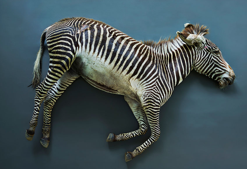 Thomas Struth. Cebra (Equus grevyi), Leibniz IZW, Berlín 2017. Cortesía Galerie Max Hetzler, Berlin│Paris│London © Thomas Struth