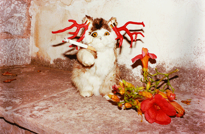 Juergen Teller. Cat smoking, Hydra, 2012