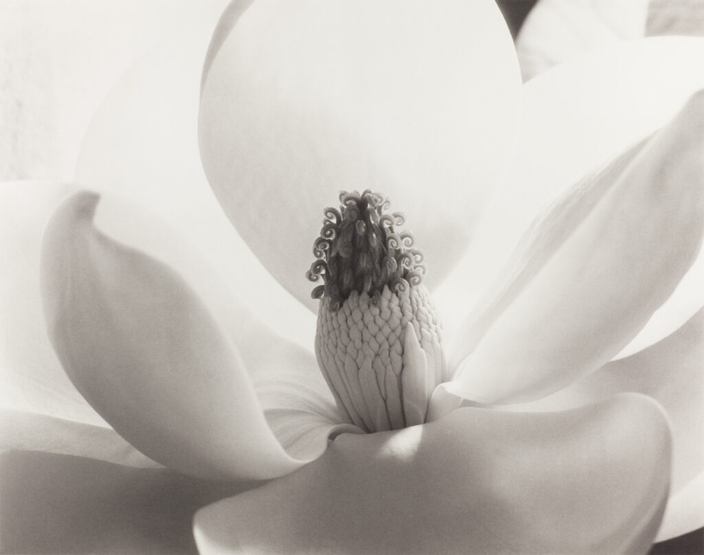 Imogen Cunningham. Magnolia en flor, 1925. Colección José Luis Soler Vila © 2024 Imogen Cunningham Trust