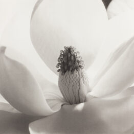 Imogen Cunningham. Magnolia en flor, 1925. Colección José Luis Soler Vila © 2024 Imogen Cunningham Trust