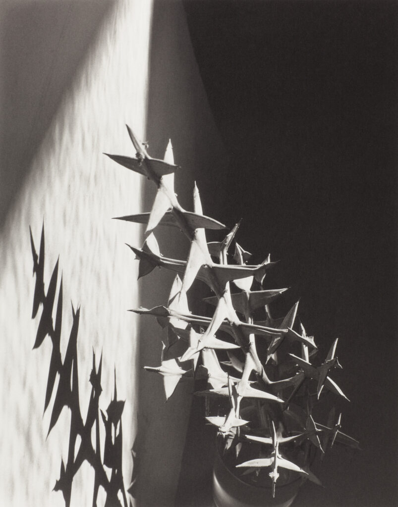 Imogen Cunningham. Colletia Cruciata 7, 1929. Álbum The Eye of Imogen Cunningham. Colección José Luis Soler Vila © 2024 Imogen Cunningham Trust