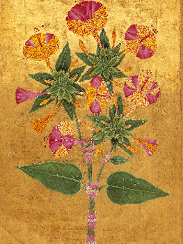 Dondiegos de noche o La Maravilla del Perú (Mirabilis jalapa), hacia 1640. 