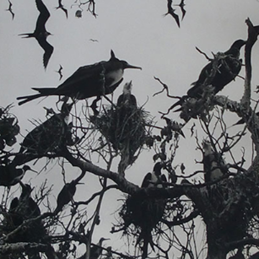 Graciela Iturbide. Pájaros en Nayarit. México, 1984