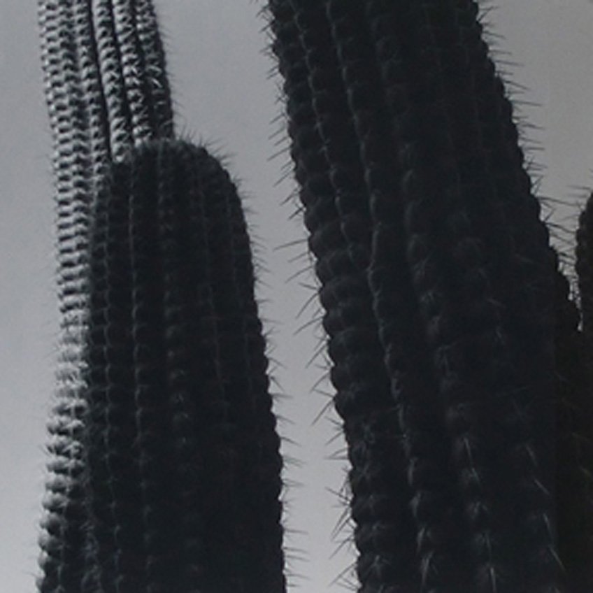 Graciela Iturbide. Jardín Botánico de Oaxaca. México, 1998-1999