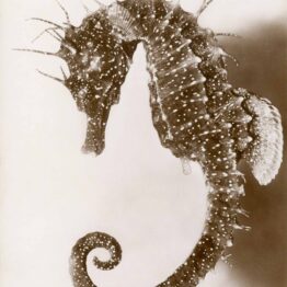Jean Painlevé. Hippocampe femelle, hacia 1934-1935. © Les Documents Cinématographiques / Archives Jean Painlevé