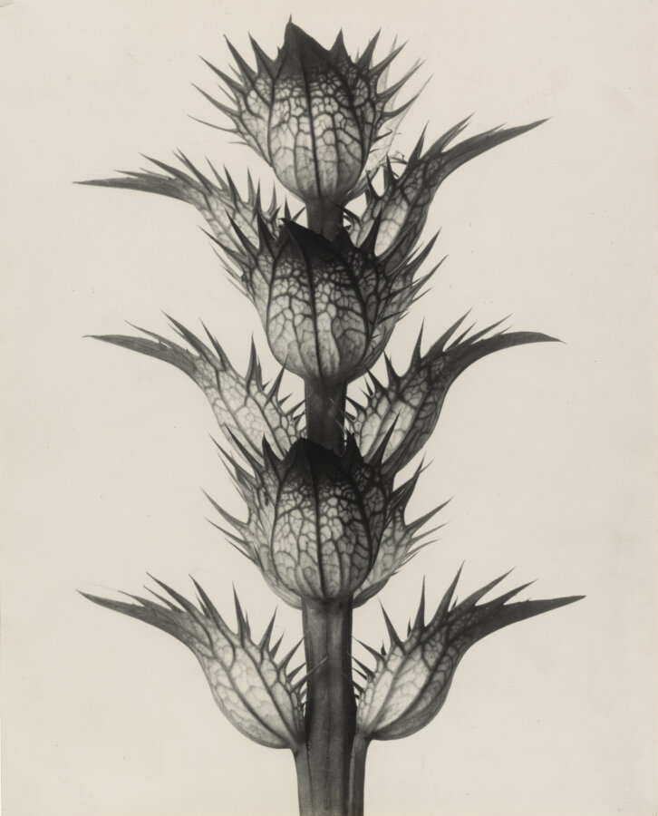 Karl Blossfeldt. Acanthe à feuilles molles. Bractéoles aux fleurs enlevées, grossies 4 fois, 1898-1928. The Museum of Modern Art, New York. Collection Thomas Walther