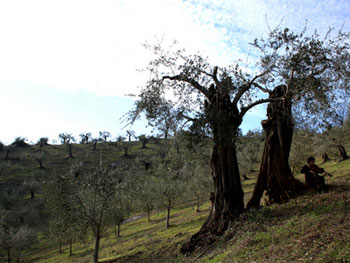 Avelino Sala. Poética de la fuga