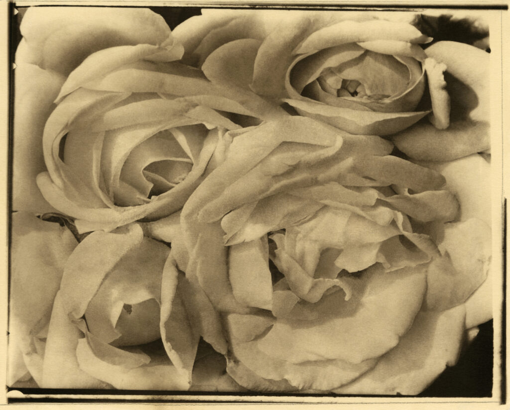 Tina Modotti. Rosas, 1924. Colección y Archivo de Fundación Televisa