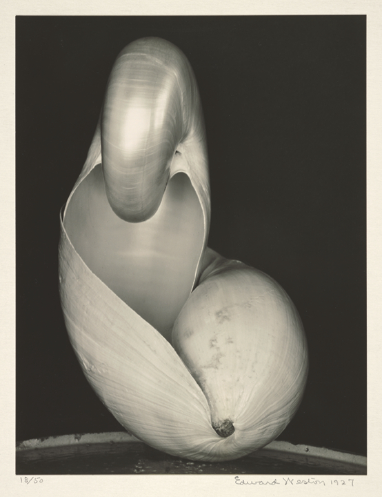 Edward Weston. Dos conchas, 1927. The J. Paul Getty Museum, Los Ángeles