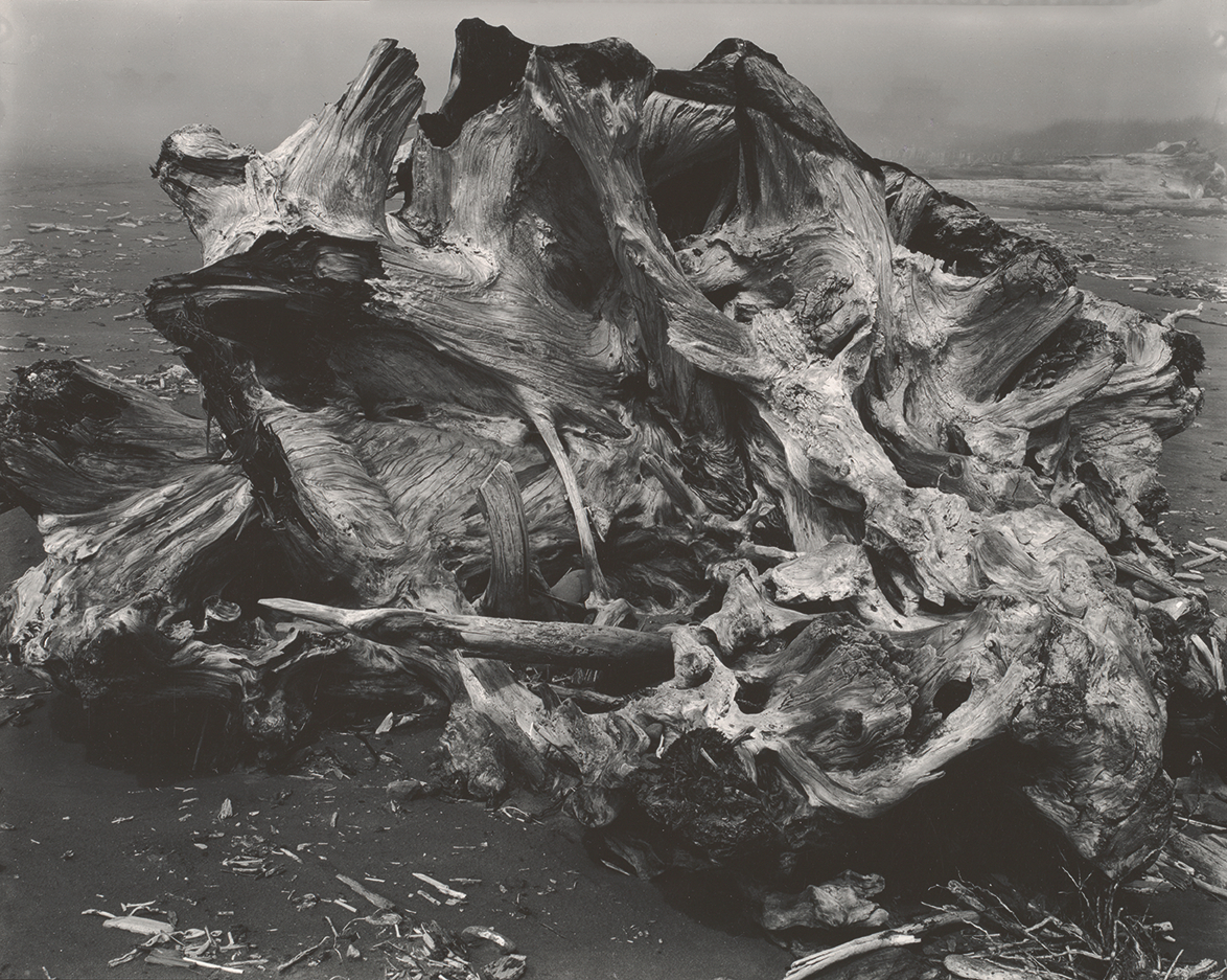 Edward Weston. Tronco arrastrado por el mar, Crescent Beach, 1937. Center for Creative Photography, The University of Arizona. Edward Weston Archive