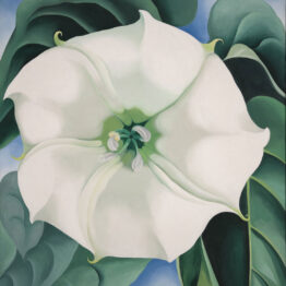 Georgia O'Keeffe Estramonio. Flor blanca nº 1, 1932 Crystal Bridges Museum of American Art, Bentonville, Arkansas © Georgia O’Keeffe Museum. VEGAP, Madrid, 2021