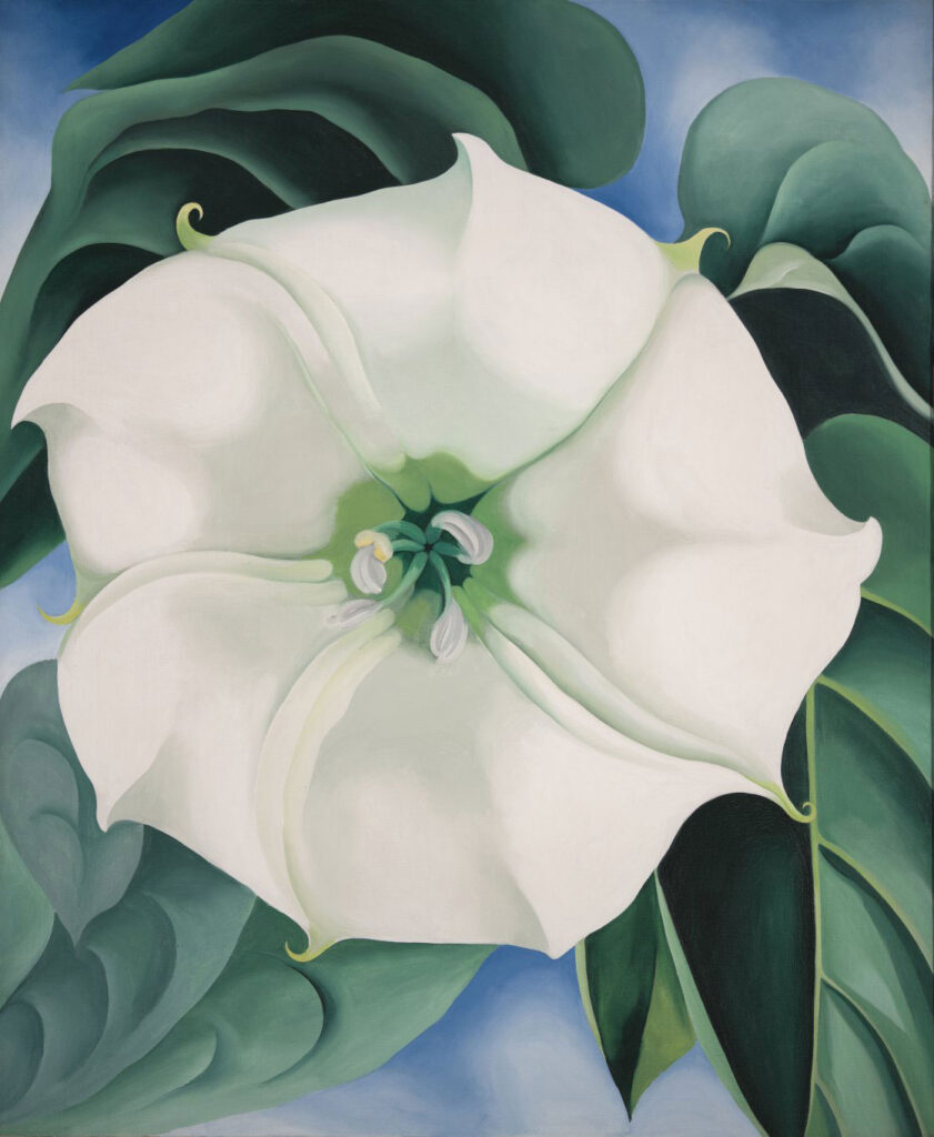 Georgia O'Keeffe Estramonio. Flor blanca nº 1, 1932 Crystal Bridges Museum of American Art, Bentonville, Arkansas © Georgia O’Keeffe Museum. VEGAP, Madrid, 2021