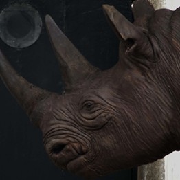 Javier Téllez. O Rinoceronte de Durer (Durer´s Rhinoceros), 2010