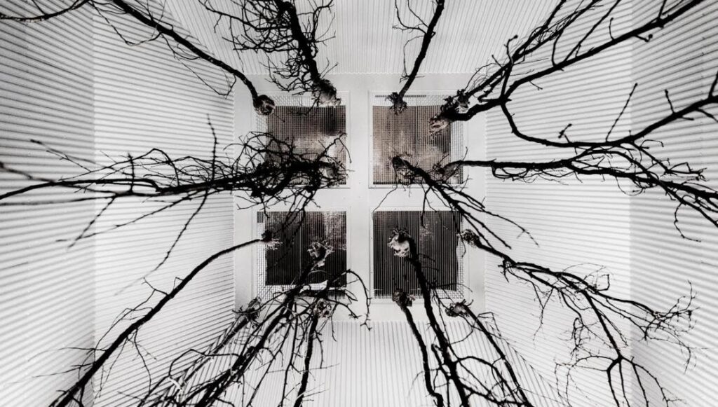 Memorias de una imagen latente III: Conexiones en la fotografía contemporánea. CGAC