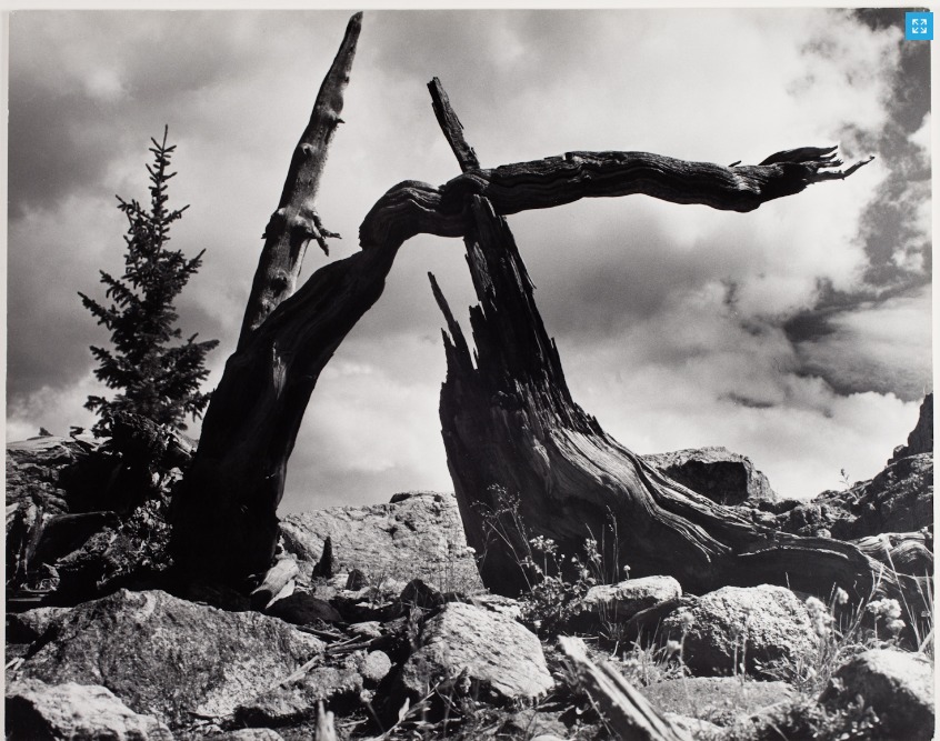 Ilse Bing. Silhouette of branches,1955. Cortesía de International Centre of Photography