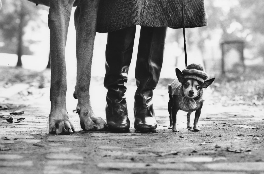 Elliott Erwitt. New York City, 1974