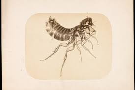 Adolphe Neyt. Fotomicrografía de una pulga, hacia 1865
