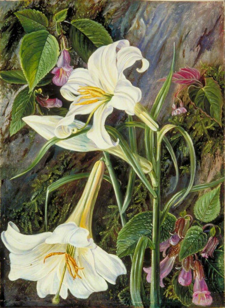 Marianne North. El gran lirio de Nainee Tal