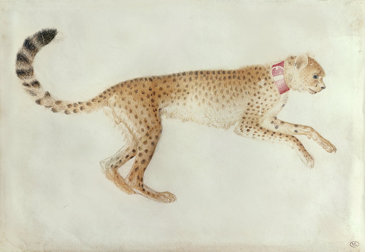 Pisanello. Leopardo. Museo del Louvre