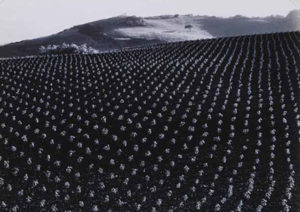 Edward Weston. Campo de tomates, 1937. The George Eastman House Collection