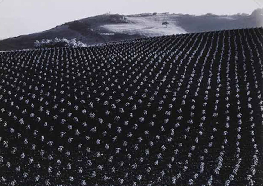 Edward Weston. Campo de tomates, 1937. The George Eastman House Collection